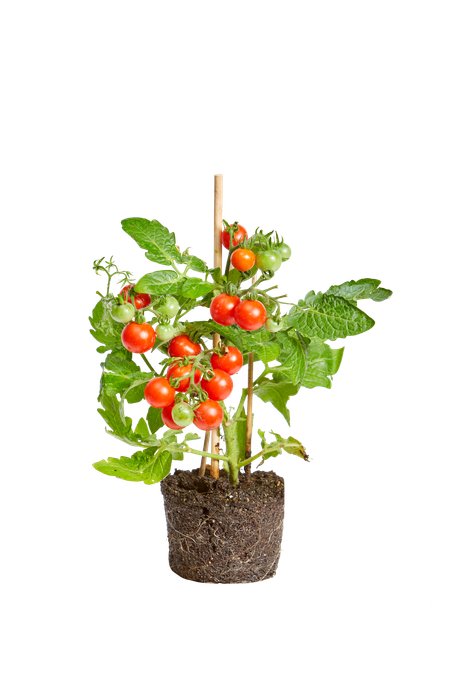 Solanum lycopersicon